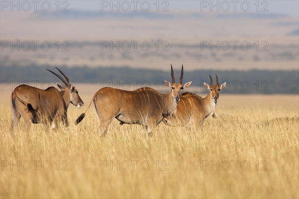 Common elands