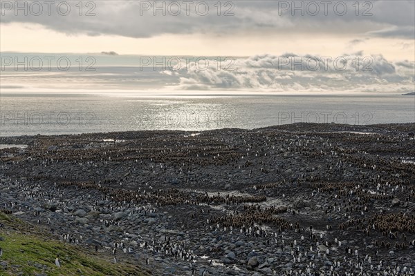 King penguins