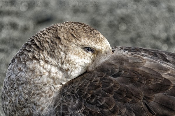 Southern giant petrel