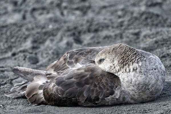 Southern giant petrel