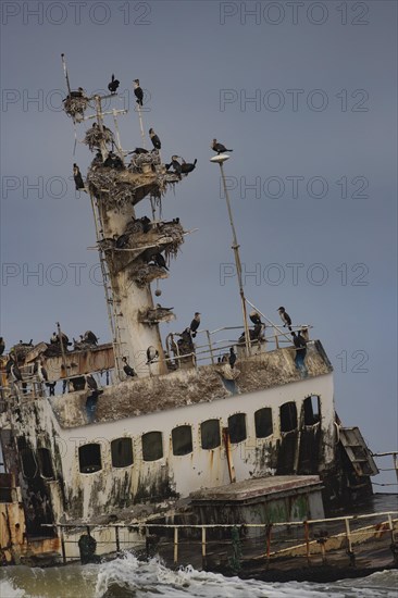 Bank cormorants