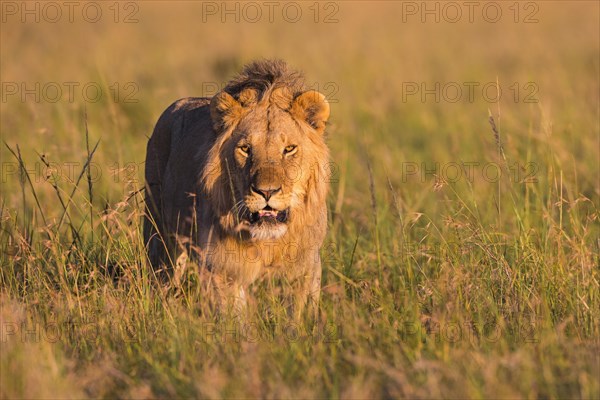 African Lion