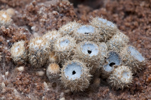 Fruiting bodies of dung bird's nest fungus