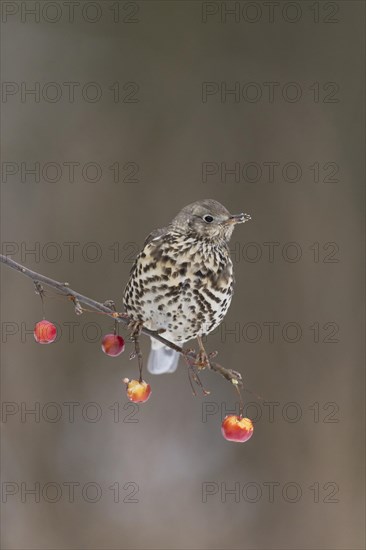 Mistle Thrush