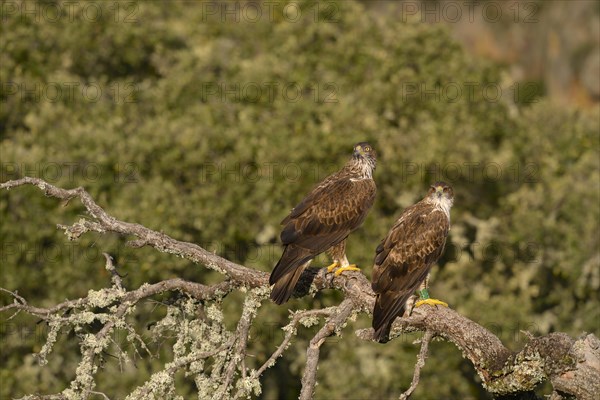 Bonelli's Eagle