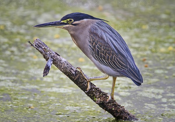 Striated Heron