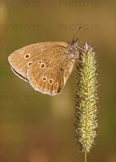 Ringlet