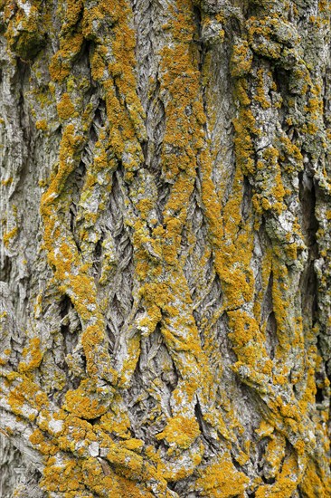 Lichen on tree bark