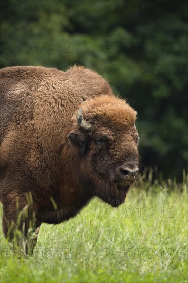 European Bison