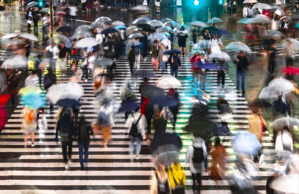 Crowd with umbrellas on zebra crossings at night