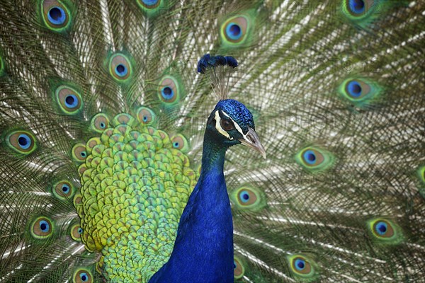 Indian peafowl