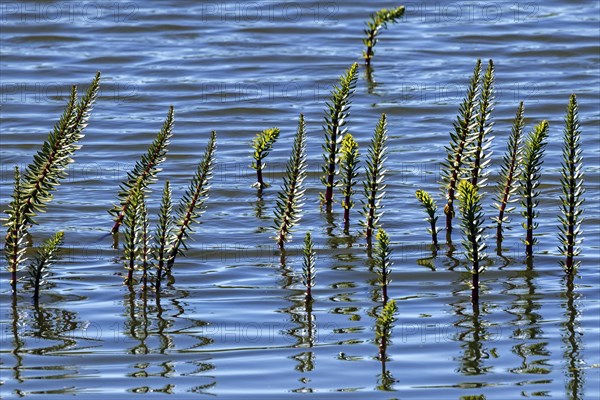 Horsetail