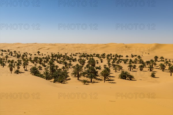Palm grove in the sanddunes