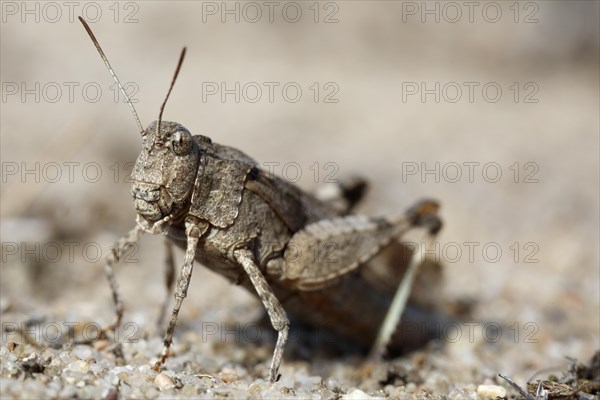 Blue-winged grasshopper