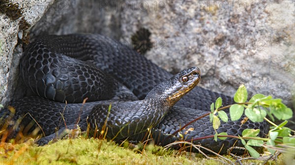 Common European viper