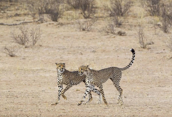 Cheetah