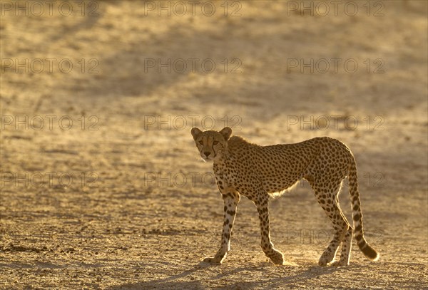 Cheetah