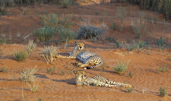 Cheetahs