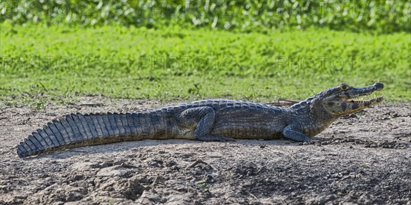 Spectacled caiman