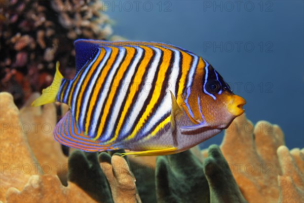 Royal angelfish