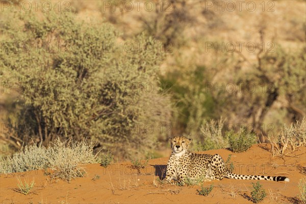 Cheetah