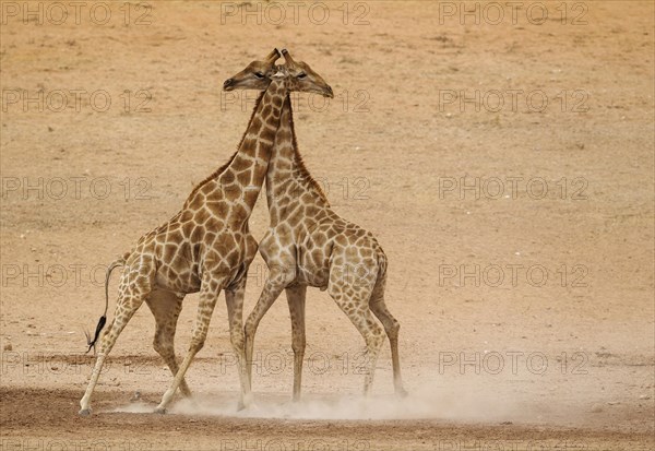 Southern Giraffes