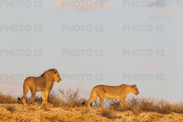 Black-maned lions