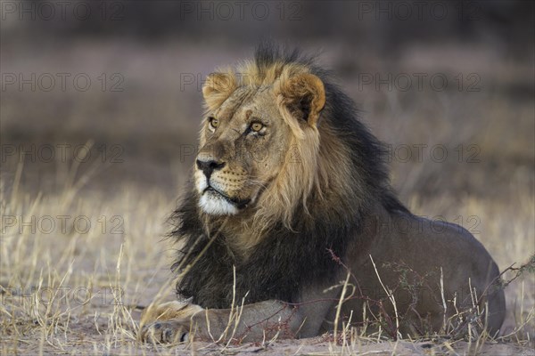 Black-maned lion