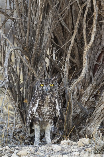 Spotted Eagle Owl