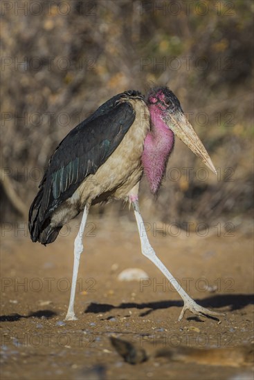 Marabou stork