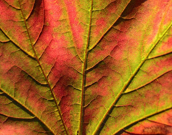 Maple