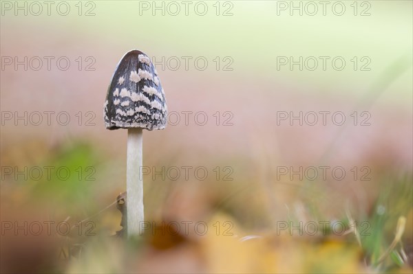 Magpie Fungus