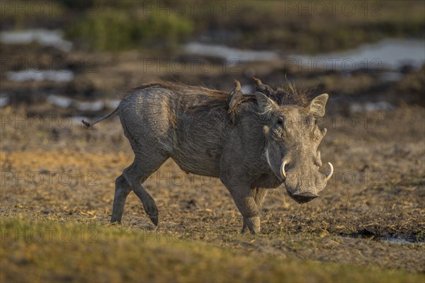 Warthog