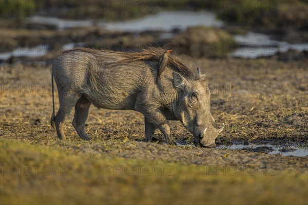 Warthog