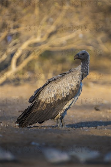 Cape griffon