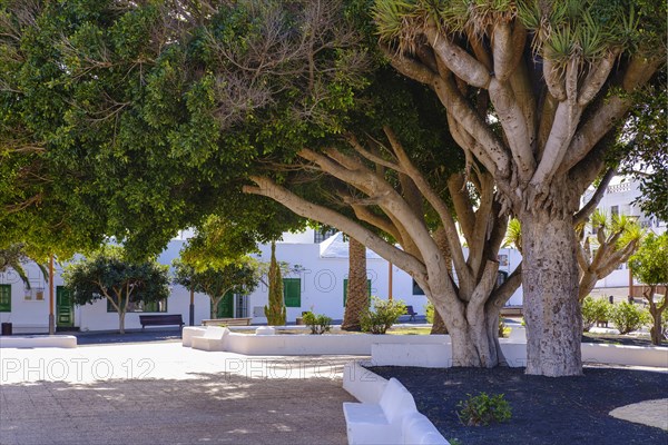 Laurel and dragon trees