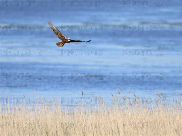 Western marsh-harrier