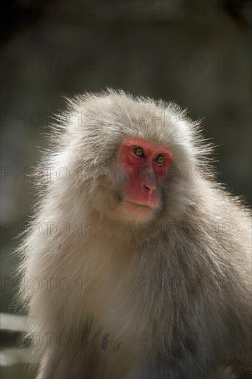 Japanese macaque