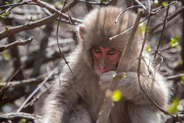 Japanese macaque