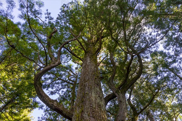 Cryptomeria japonica