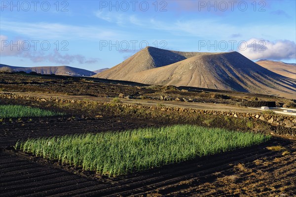 Fields in lava gravel