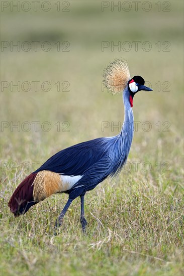 Gray crowned-crane