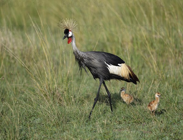 Gray crowned-crane