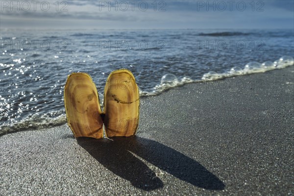 Mussels in the sand