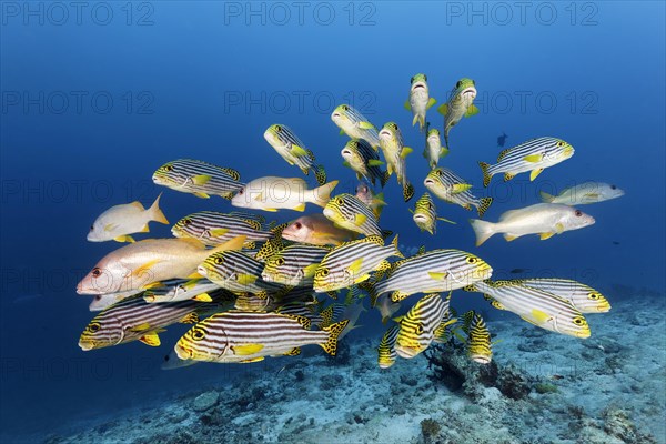 Swarm of Oriental sweetlips