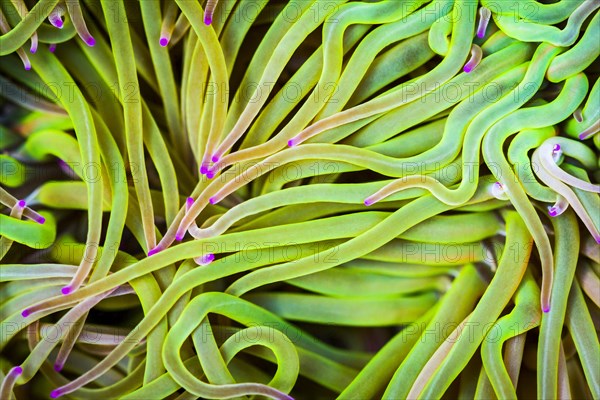 Mediterranean snakelocks sea anemone