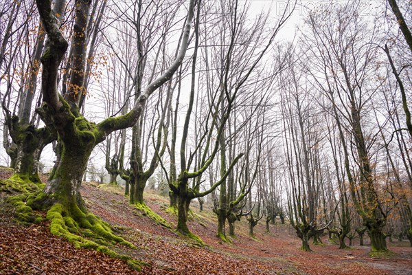 Gorbea Natural Park