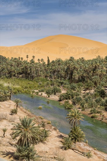 Palms in the oasis