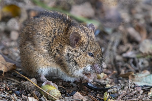 Striped field mouse