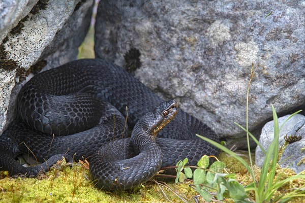 Common European viper